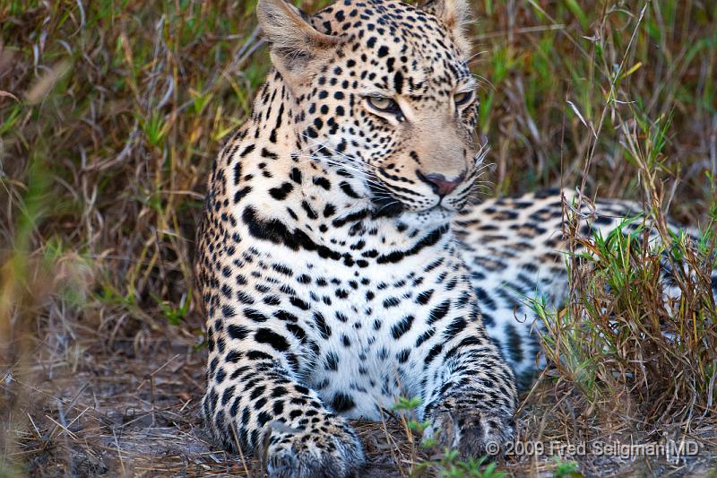 20090615_100153 D300 (1) X1.jpg - Leopard in Okavanga Delta, Botswana